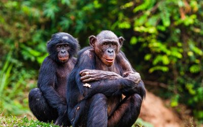 mai-ndombe-bonobos-web